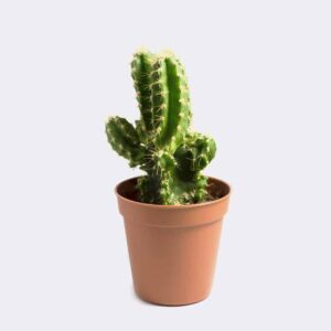 کاکتوس اپونتیا (Opuntia)
