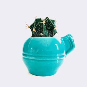 کاکتوس آستروفیتوم