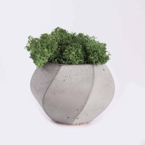 خزه رین‌دیر (Reindeer Moss)