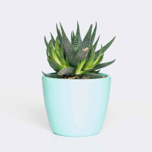 هاورتیا (Haworthia)